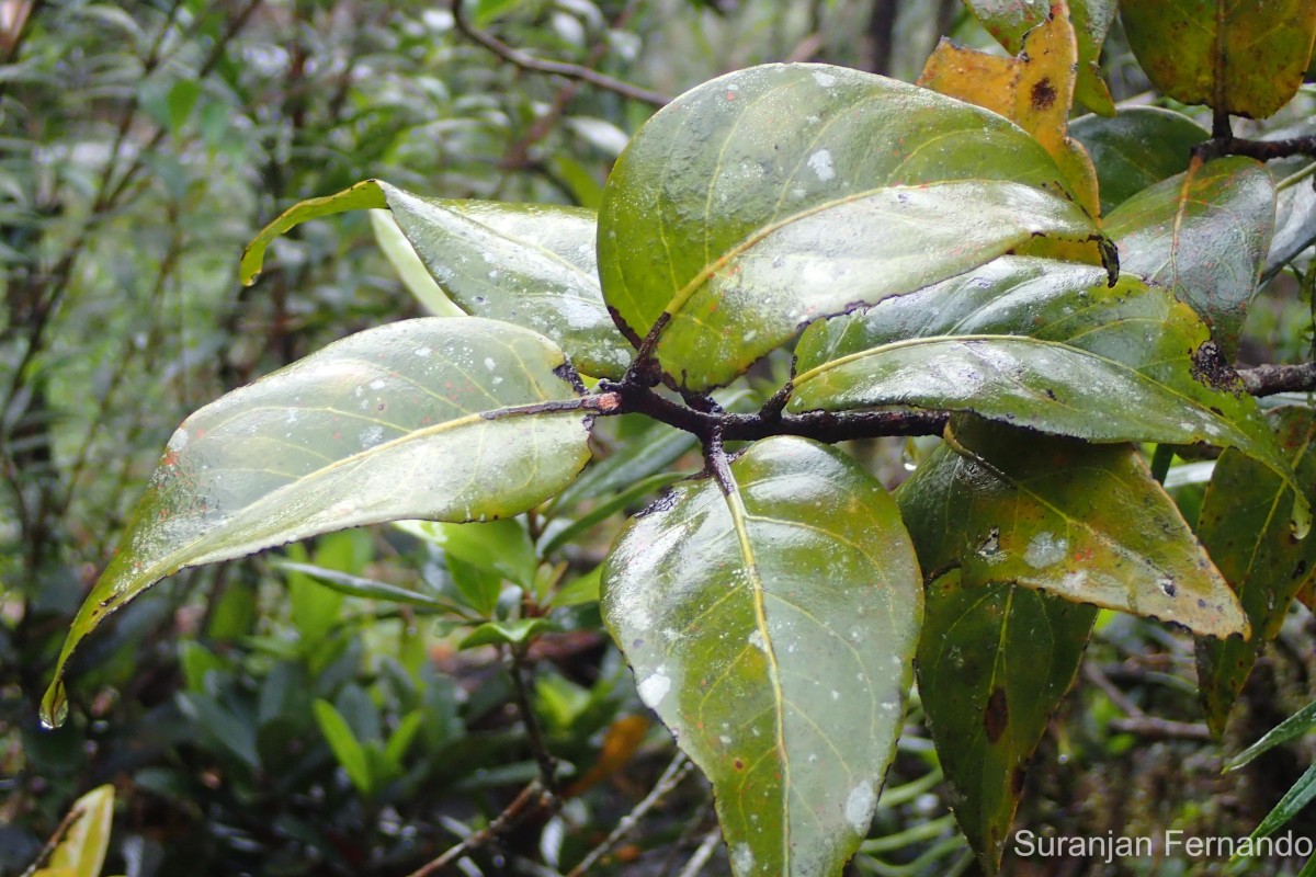 Dendrophthoe lonchiphylla (Thwaites) Danser